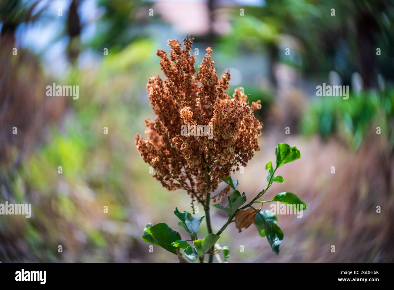 Dry fruits of Rumex lunaria, species of flowering plant in the family Polygonaceae, native to the Canary Islands. Focus in the center, swirling bokeh Stock Photo