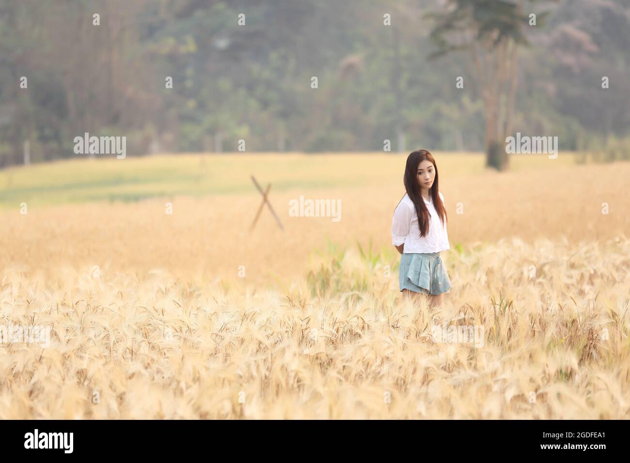 Asian girl on wheat field Stock Photo - Alamy
