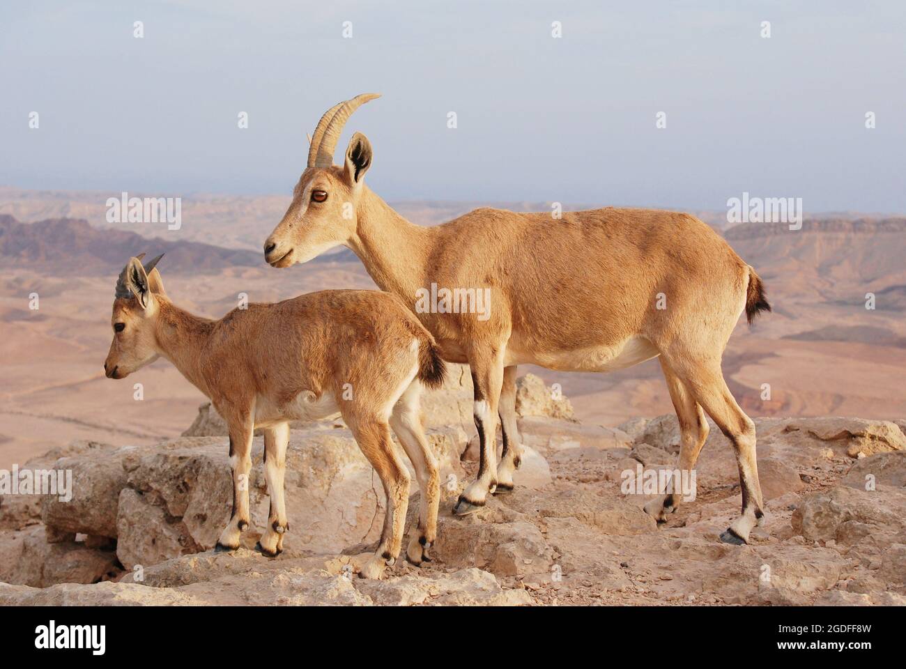 Ibex in the Negev in Israel, Mitzpe Ramon, Machtesh Ram Stock Photo