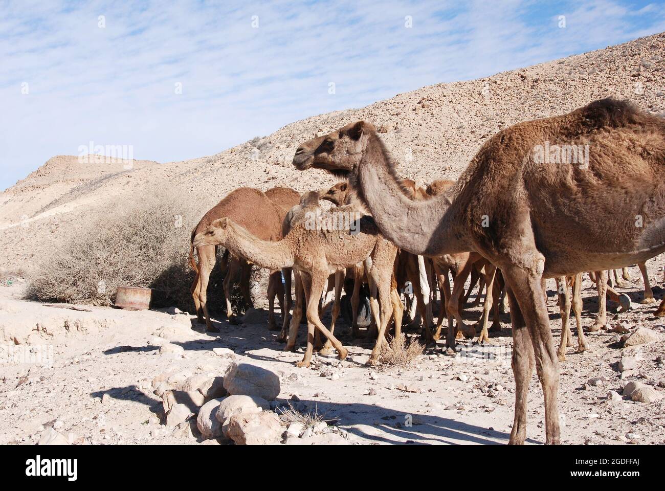 Camels in the Negev desert in Israel, Machtesh Ramon, Mitzpe Ramon ...