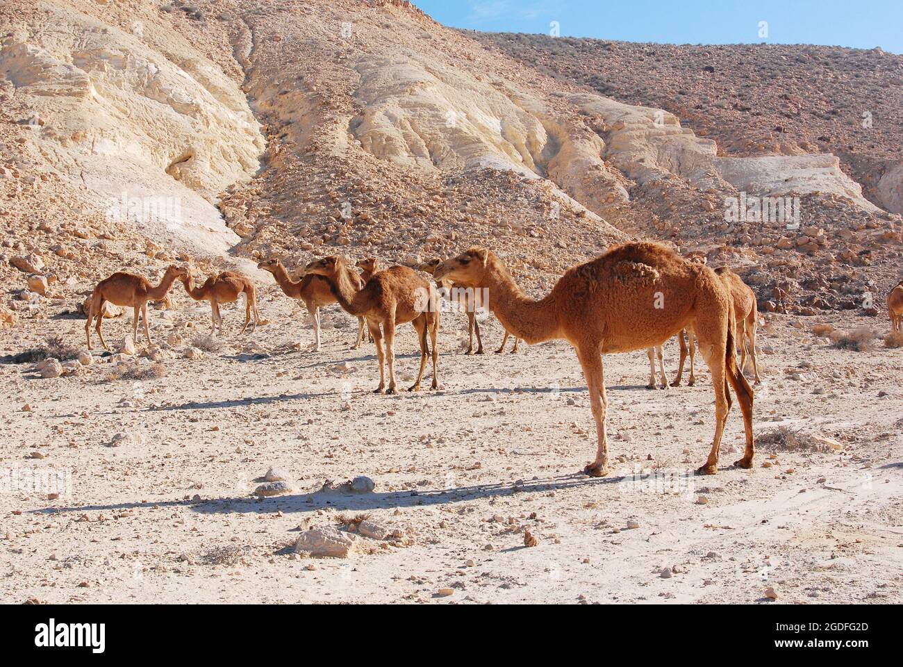 Camels in the Negev desert in Israel, Machtesh Ramon, Mitzpe Ramon ...