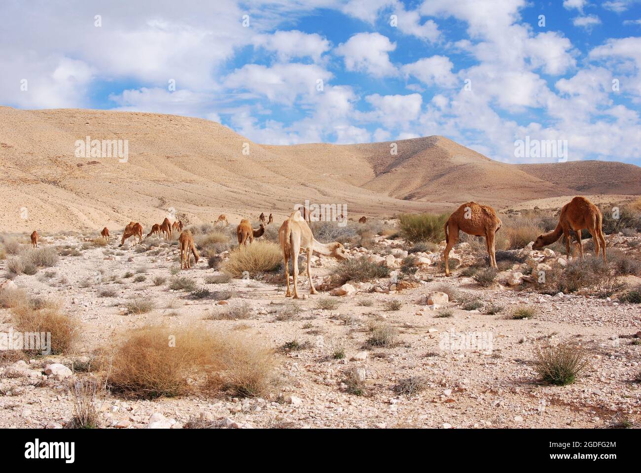 Camels in the Negev desert in Israel, Machtesh Ramon, Mitzpe Ramon ...