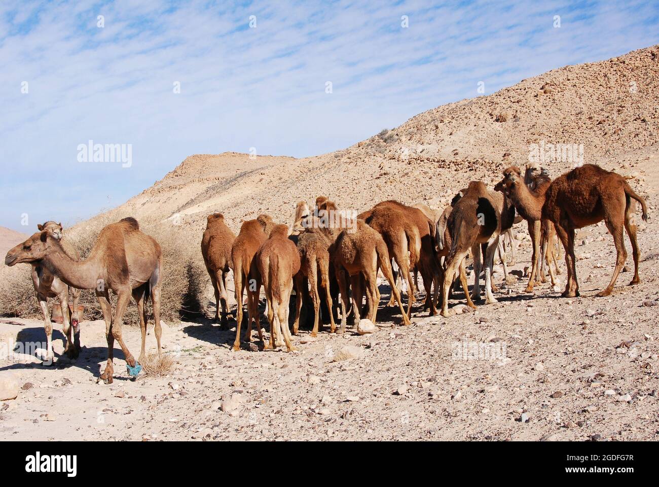Camels in the Negev desert in Israel, Machtesh Ramon, Mitzpe Ramon ...