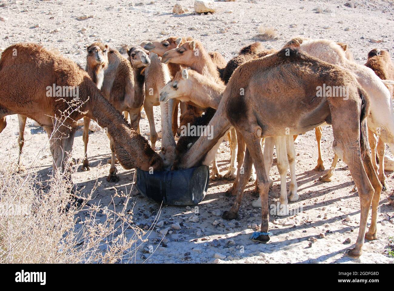 Camels in the Negev desert in Israel, Machtesh Ramon, Mitzpe Ramon ...