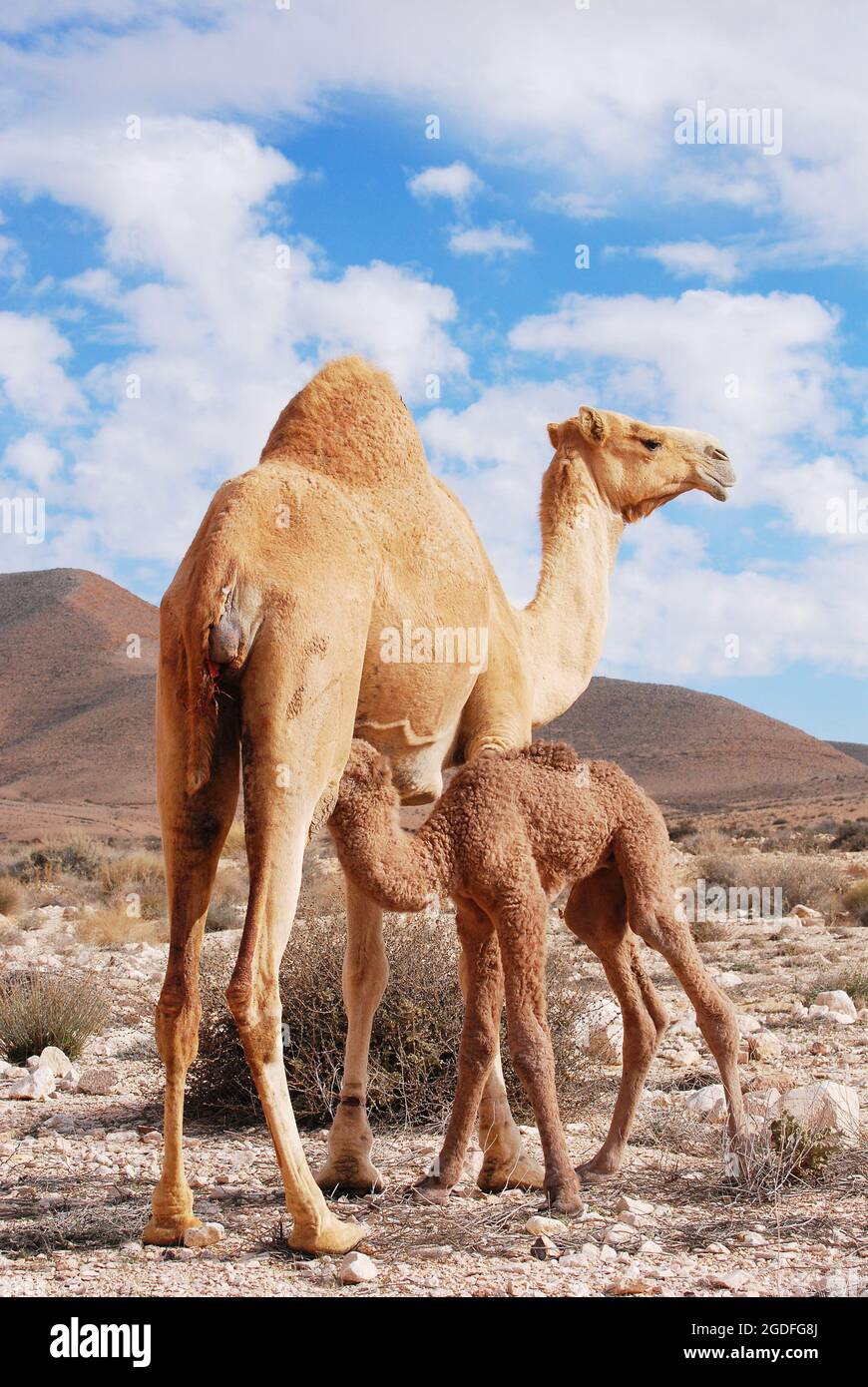Camels in the Negev desert in Israel, Machtesh Ramon, Mitzpe Ramon ...