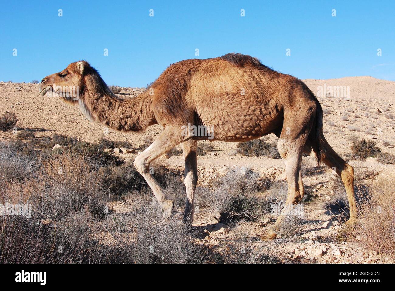 Camels in the Negev desert in Israel, Machtesh Ramon, Mitzpe Ramon ...