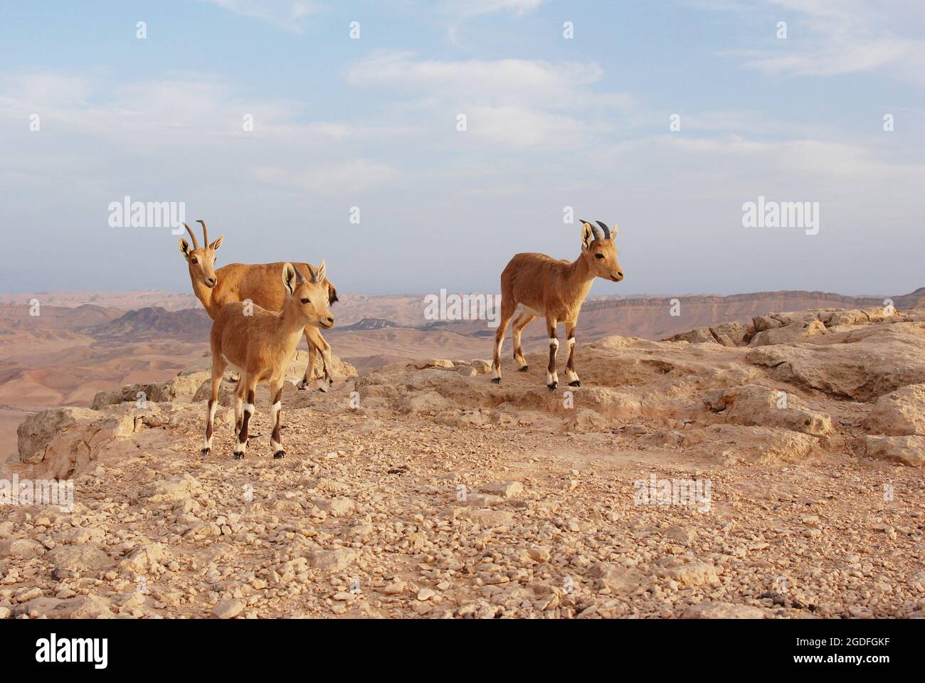 Ibex in the Negev in Israel, Mitzpe Ramon, Machtesh Ram Stock Photo