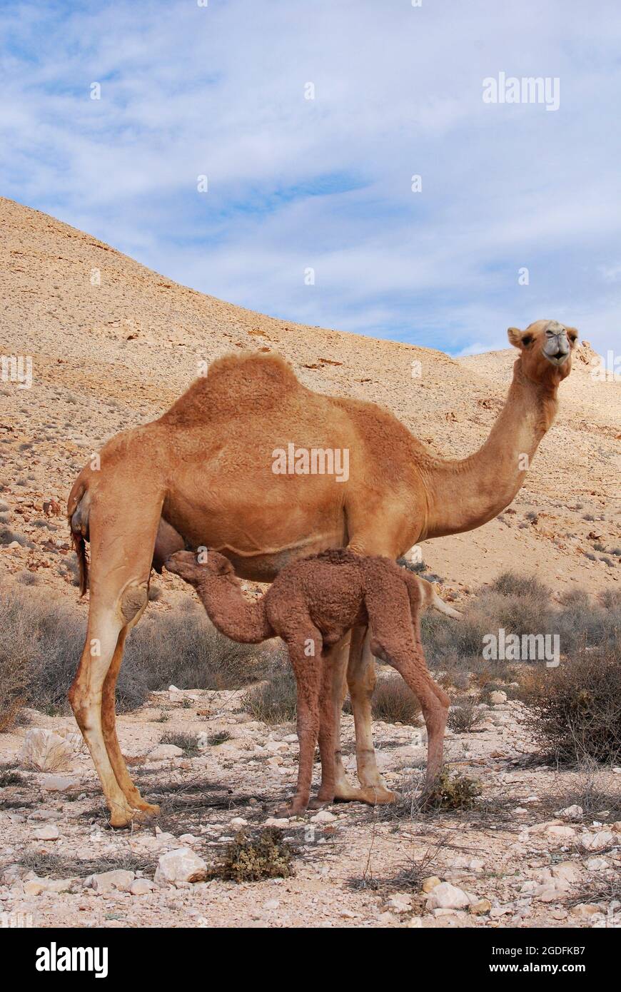Camels in the Negev desert in Israel, Machtesh Ramon, Mitzpe Ramon ...