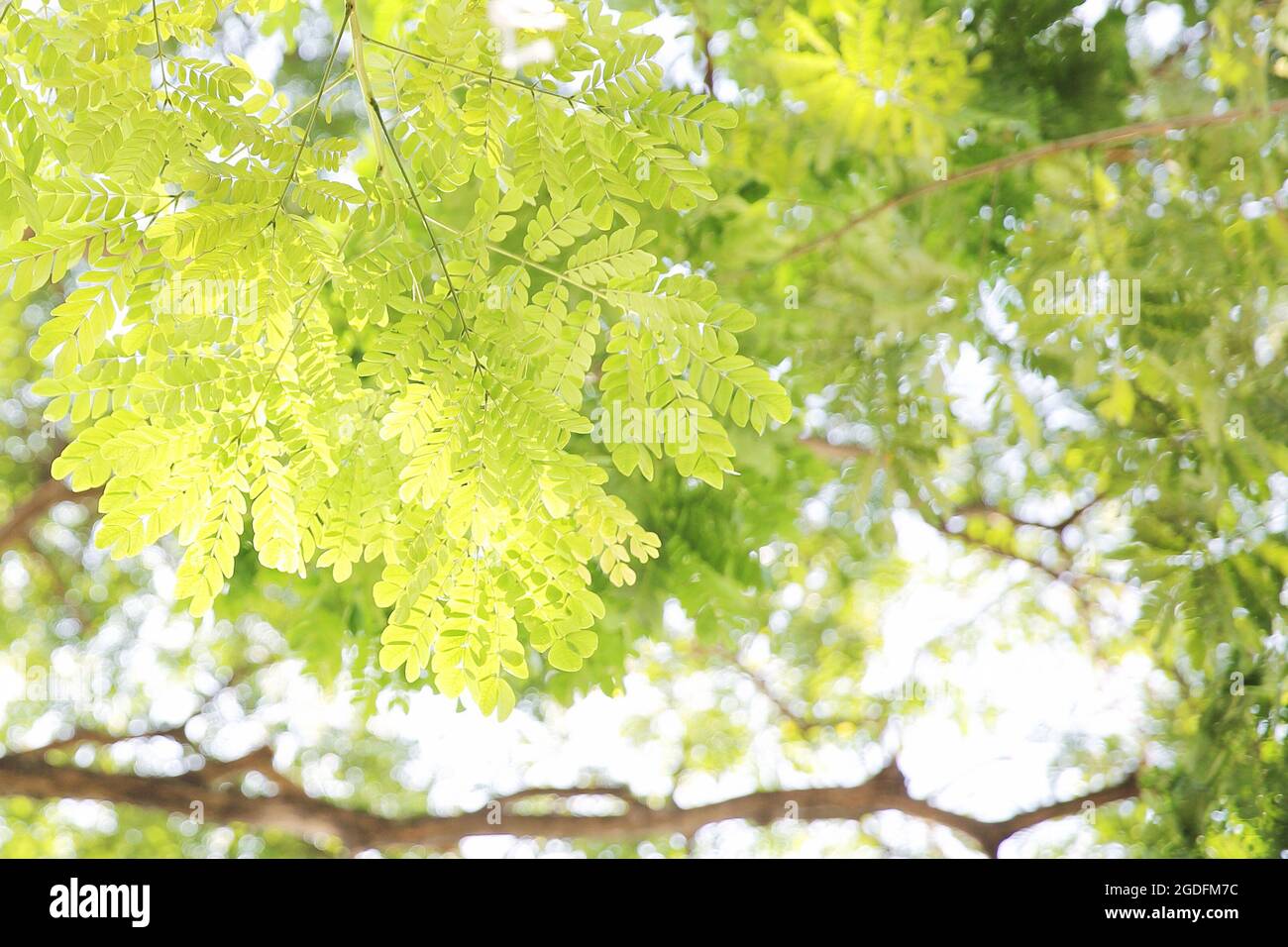 Green leaf tree background Stock Photo