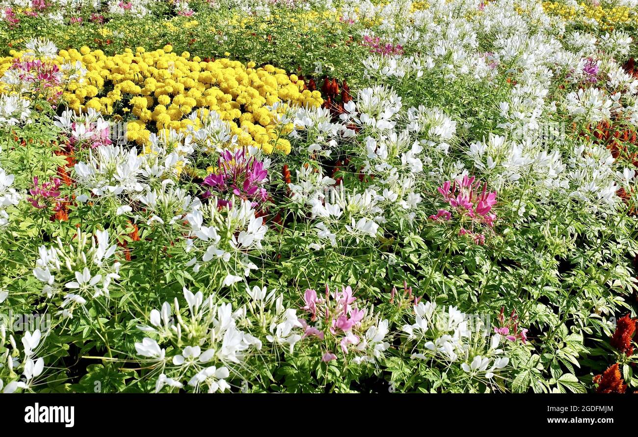 Beautiful Flower, Fresh Pink and White Cleome Spinosa or Spiny Spider
