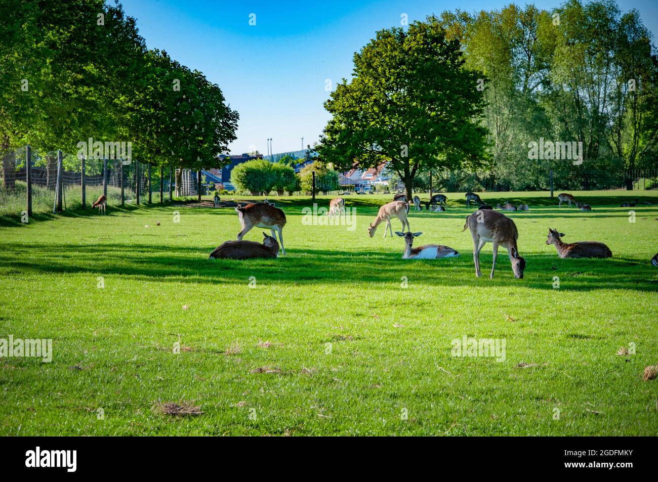 Wild deer on the meadow. Summer time. Stock Photo