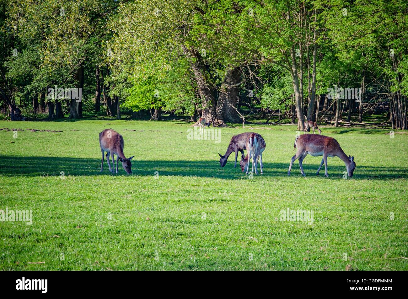 Wild deer on the meadow. Summer time. Stock Photo