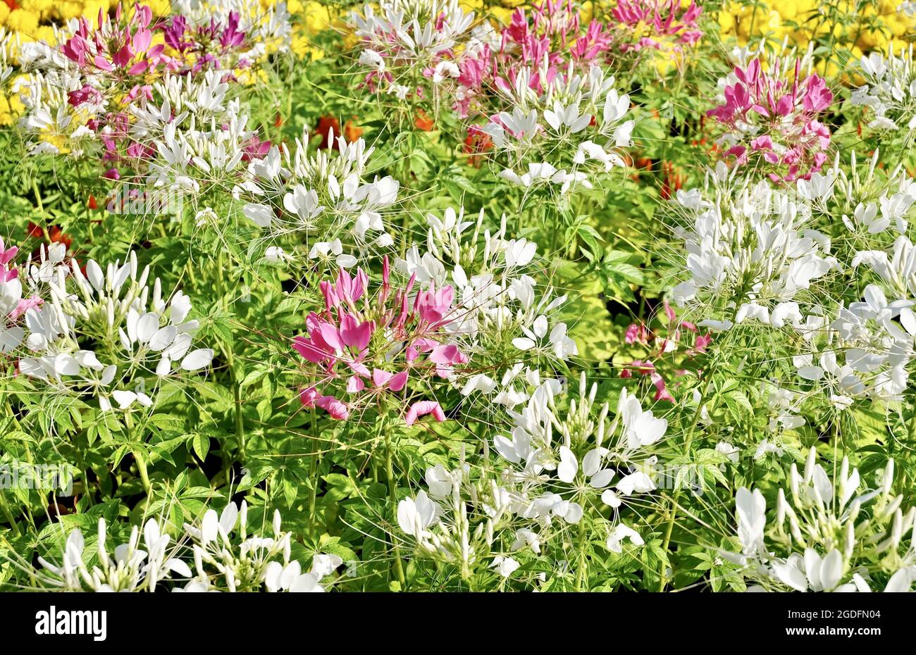 Beautiful Flower, Fresh Pink and White Cleome Spinosa or Spiny Spider