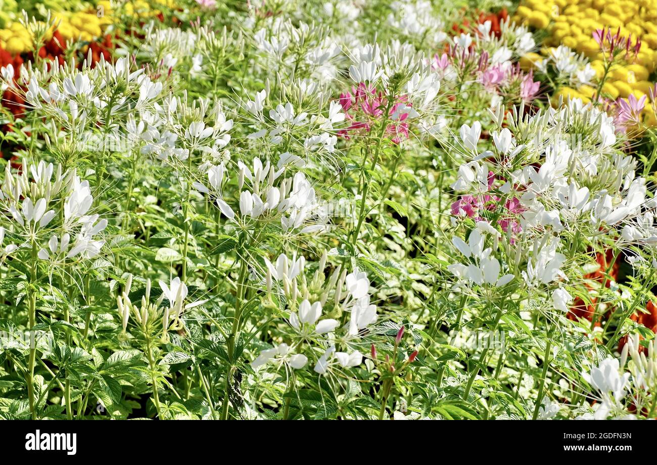 Beautiful Flower, Fresh Pink and White Cleome Spinosa or Spiny Spider