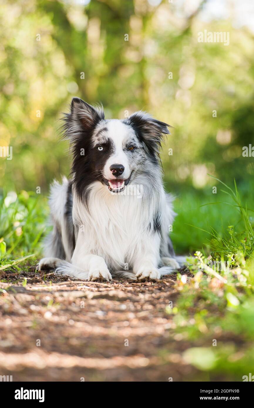 Spring Border Collies Spring garden border hi-res stock photography and images - Alamy