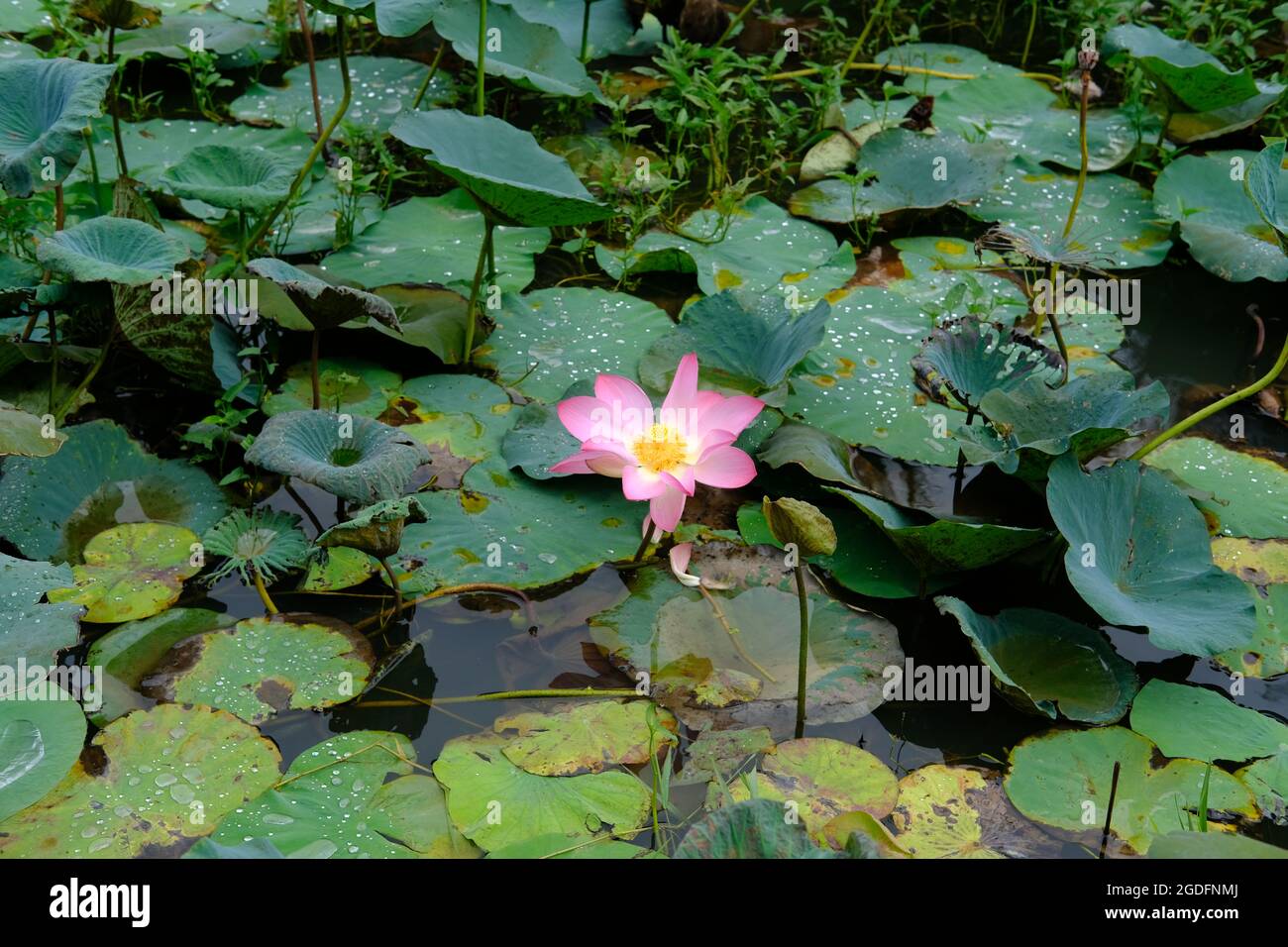 Lotus flower and stem in the water pond Stock Photo