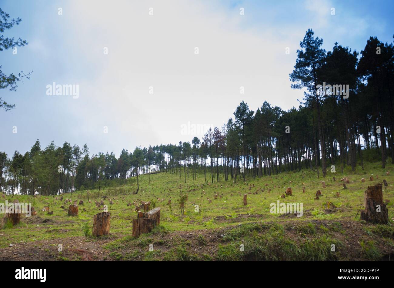 Cutting down dry plant in hi res stock photography and images Alamy