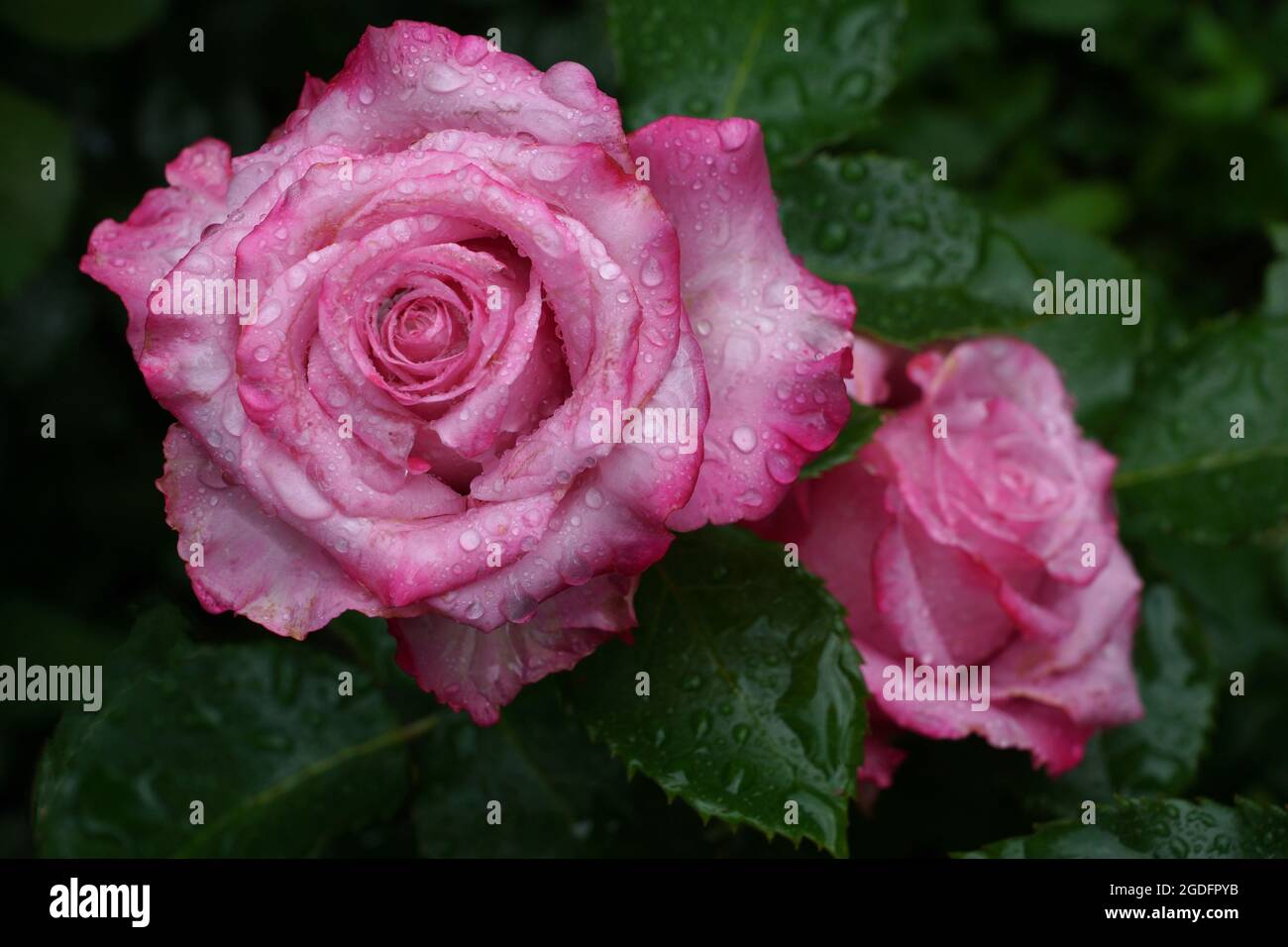 Rose flower Deep Water. Two roses in drops of rain. Beautiful pink roses bloom in the summer garden. Stock Photo