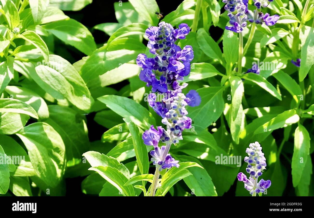 Beautiful Flower, Purple Sage Flowers or Salvia Flowers with Green Leaves in The Garden. Stock Photo