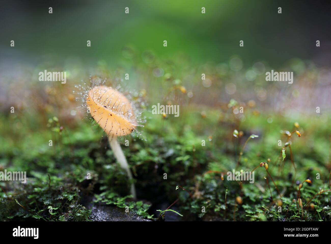 Cookeina sulcipes Fungi cup in close up Stock Photo