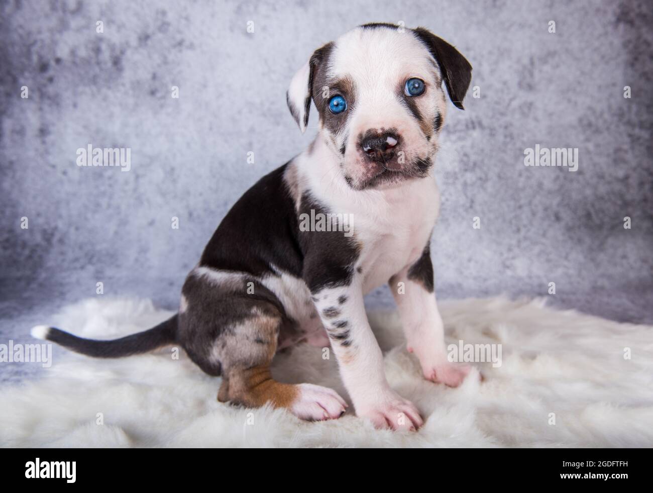 Louisiana Catahoula Leopard Dog puppy sitting on gray Stock Photo - Alamy