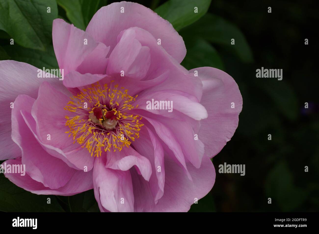 Paeonia May Lilac. Pink peony flower. Beautiful flower close-up. Stock Photo