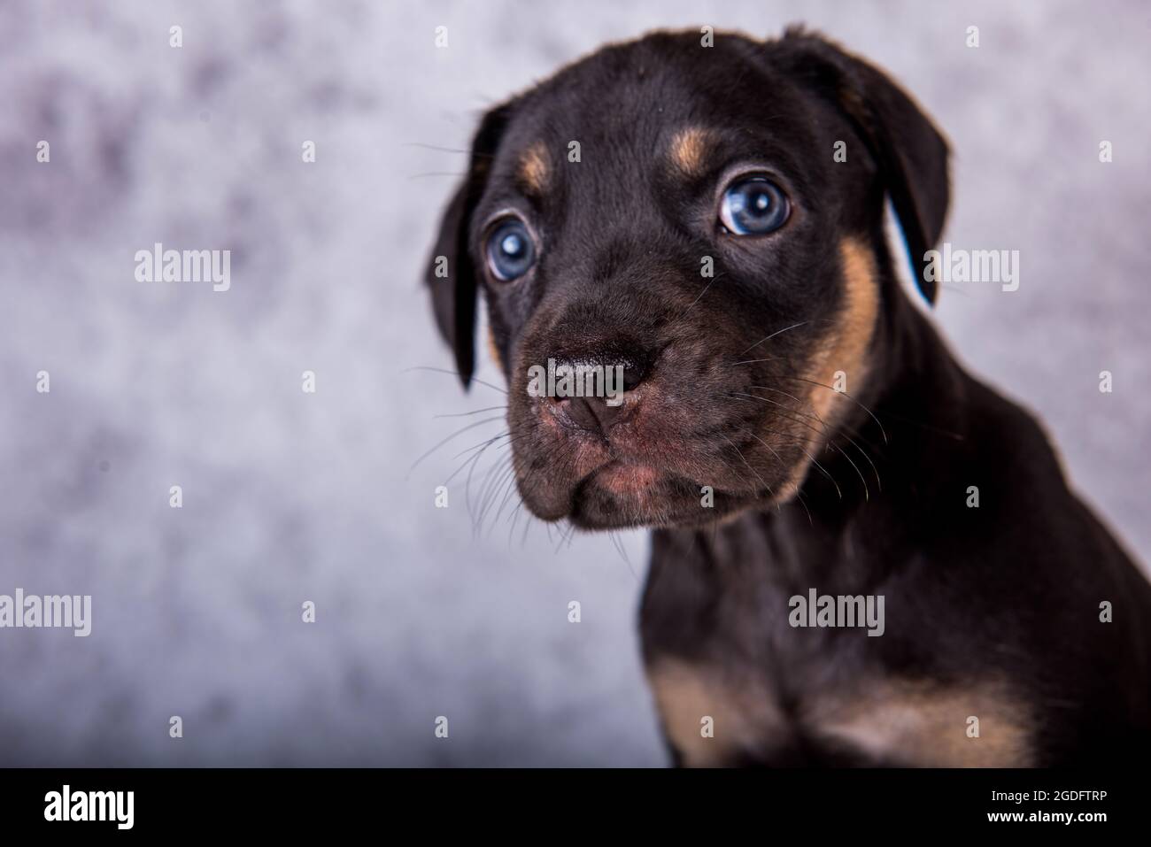 Louisiana Catahoula Leopard Dog puppy close up portrait Stock Photo - Alamy