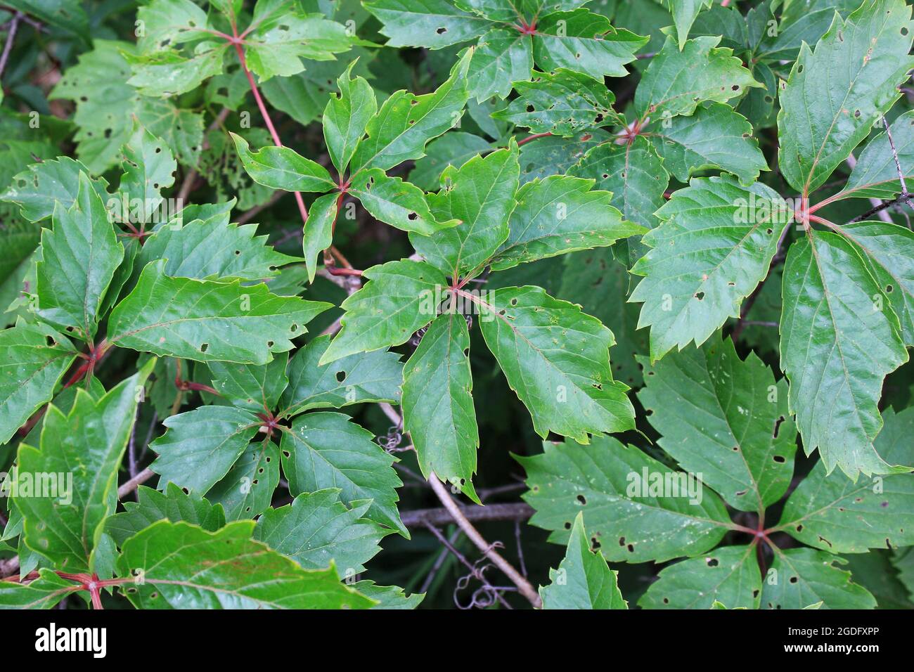 Wild poison oak vine climbing over rocks and plants while growing in