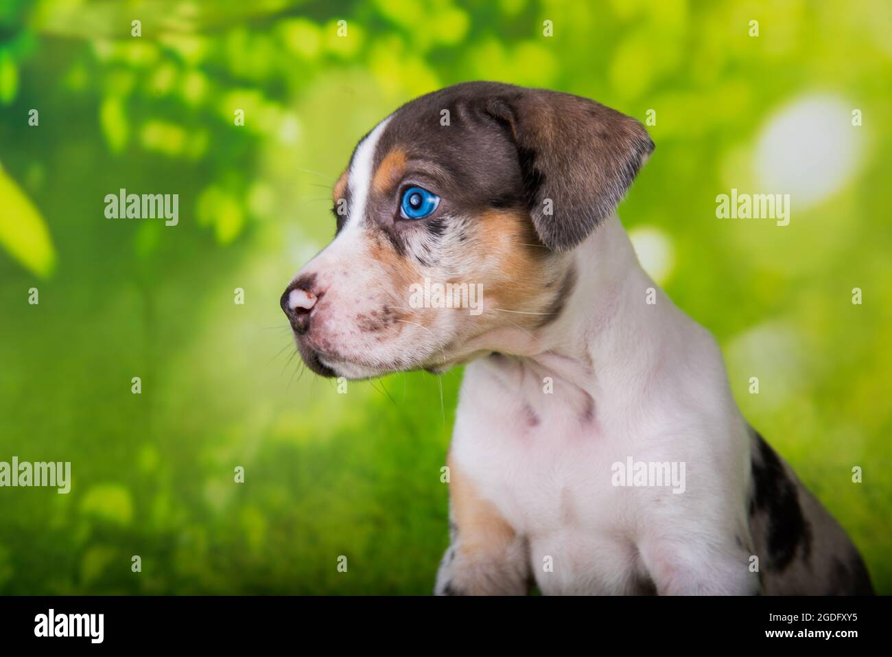 Louisiana Catahoula Leopard Dog puppy close up portrait Stock Photo - Alamy