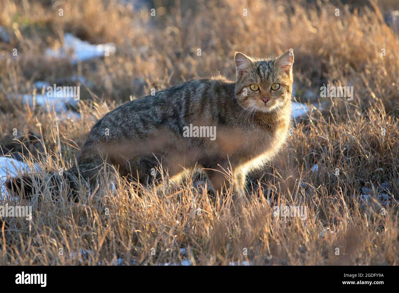 European wildcat (Felis silvestris) in sunset lights Stock Photo