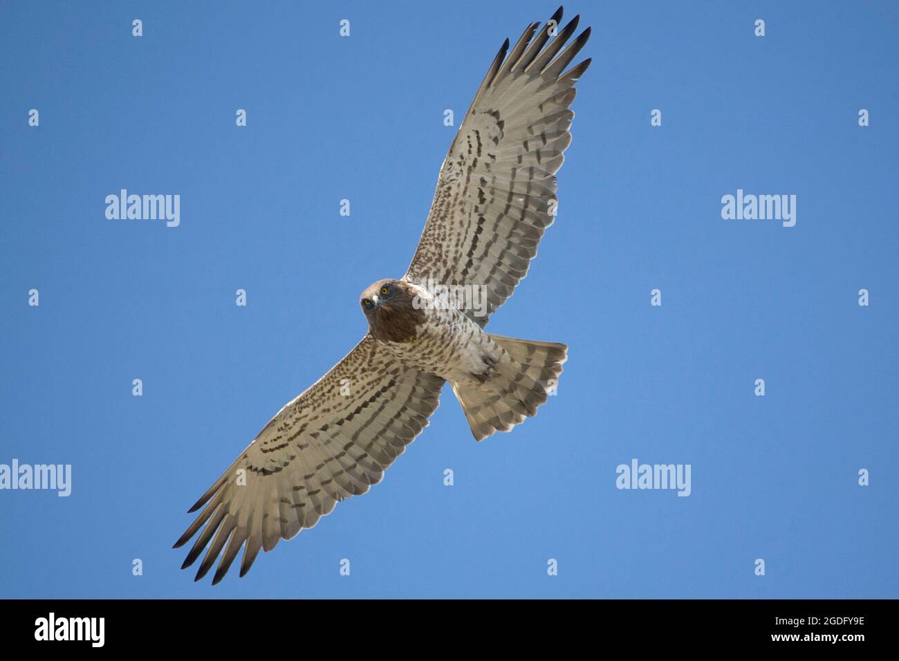 Short-toed snake eagle Stock Photo
