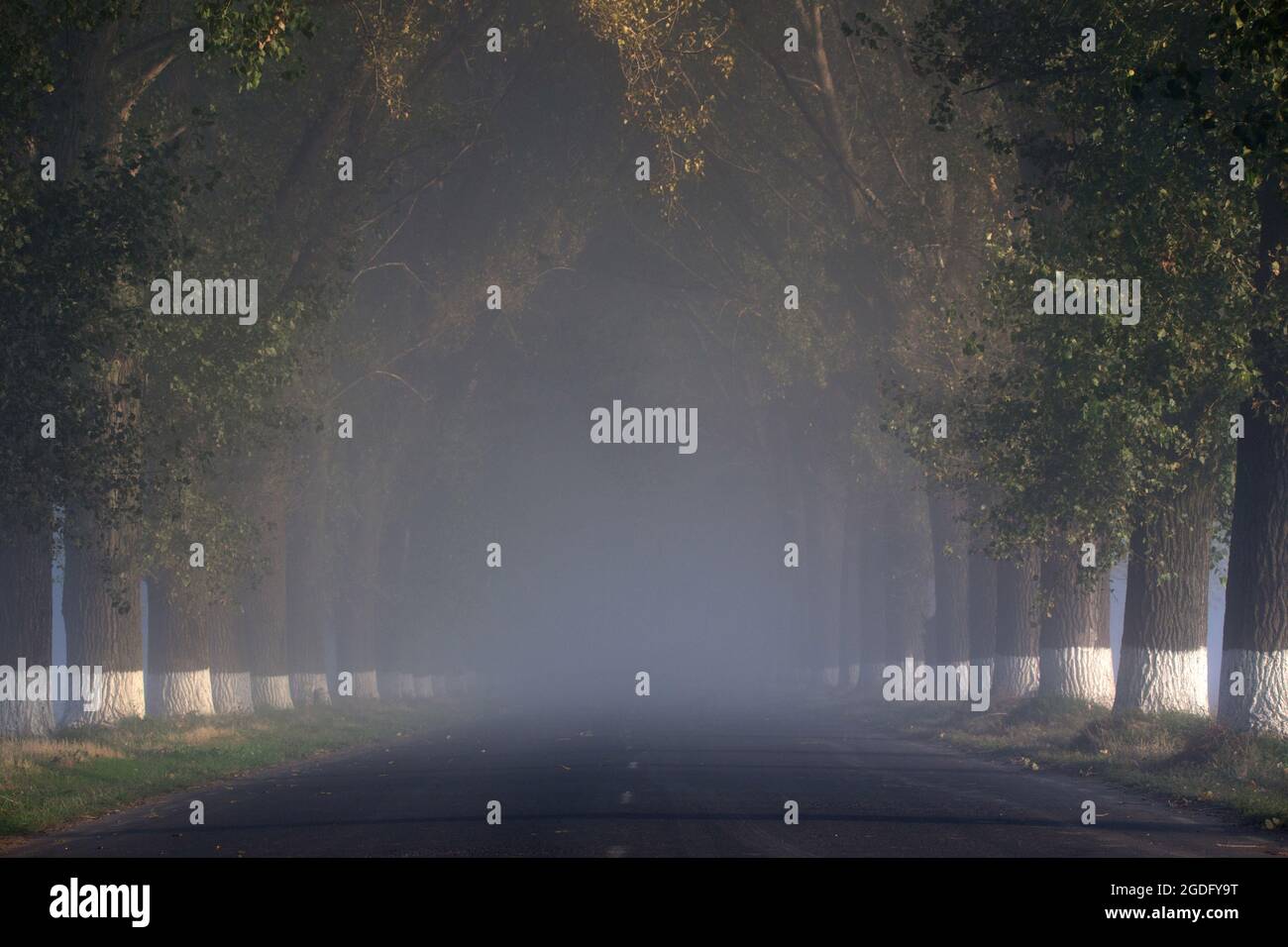 Foggy road with trees Stock Photo