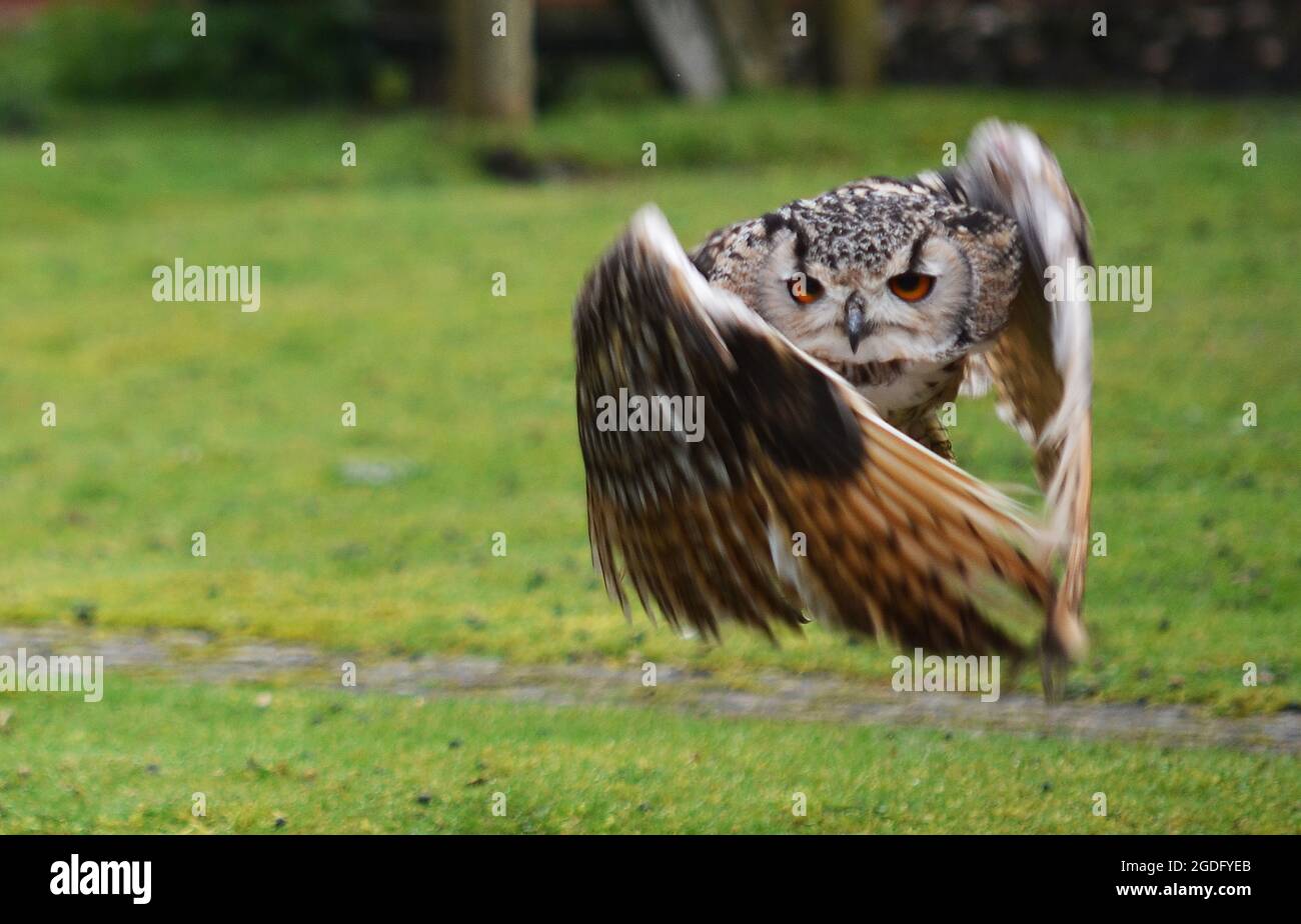 Siberian Eagle Owl (Bubo bubo yenisseensis) Stock Photo