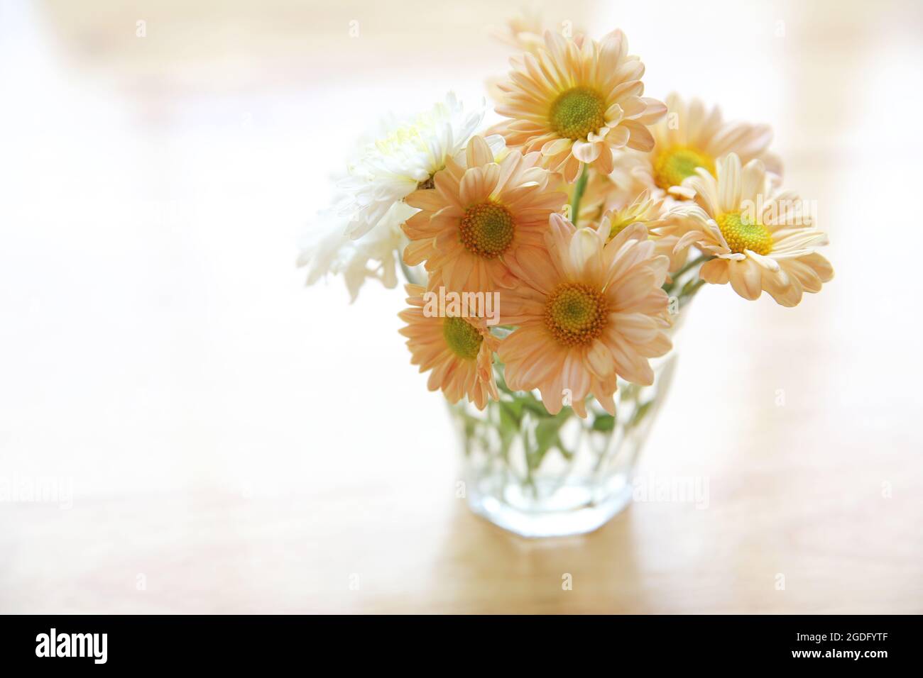 daisy flower in jar Stock Photo - Alamy