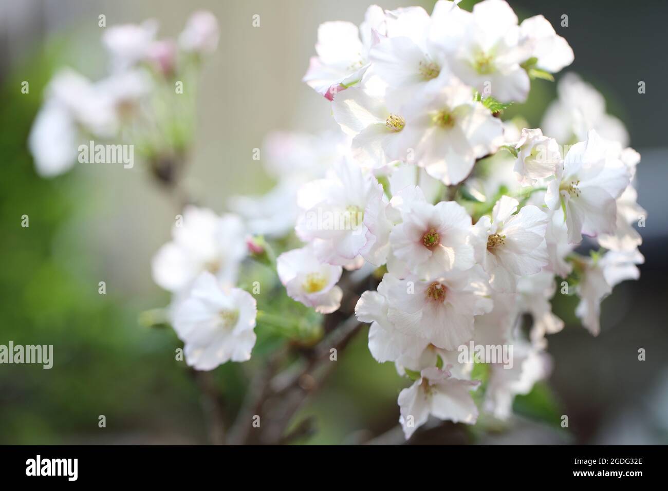Cherry blossom sakura flower hi-res stock photography and images - Alamy