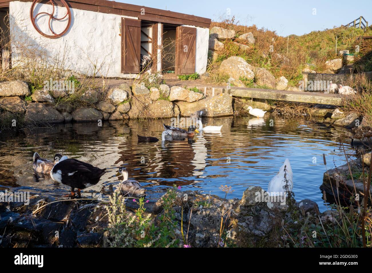 Indian Runner Ducks on and around the pond in Greeb Farm, Land's End, Cornwall Stock Photo