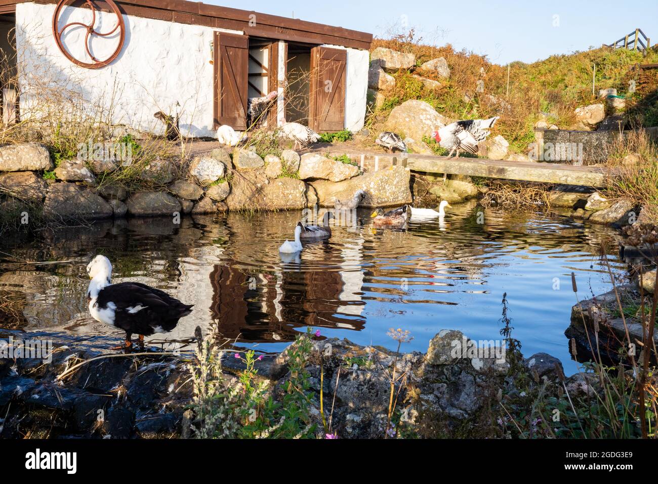 Indian Runner Ducks on and around the pond in Greeb Farm, Land's End, Cornwall Stock Photo
