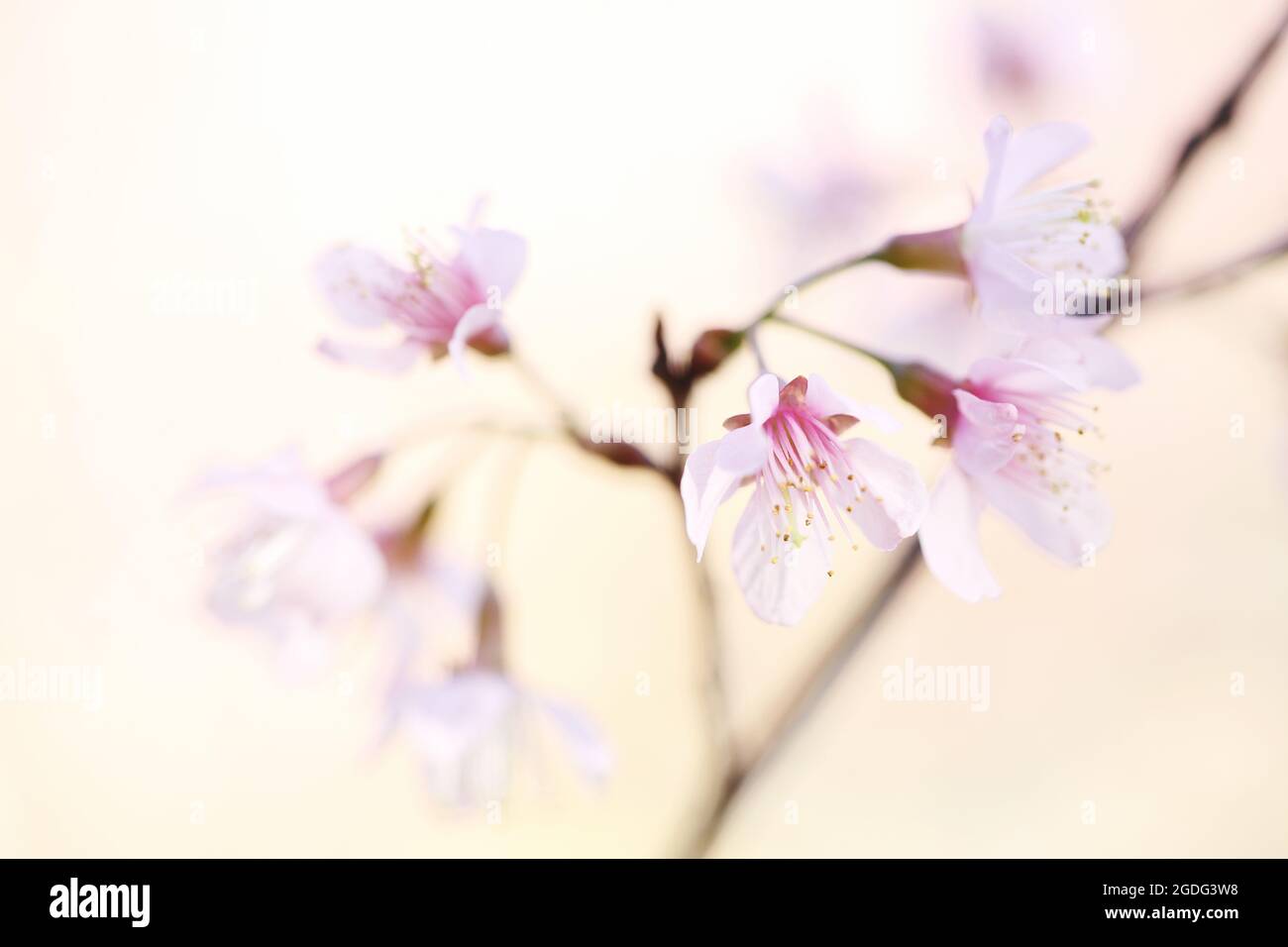 cherry blossoms , sakura flower in close up Stock Photo - Alamy