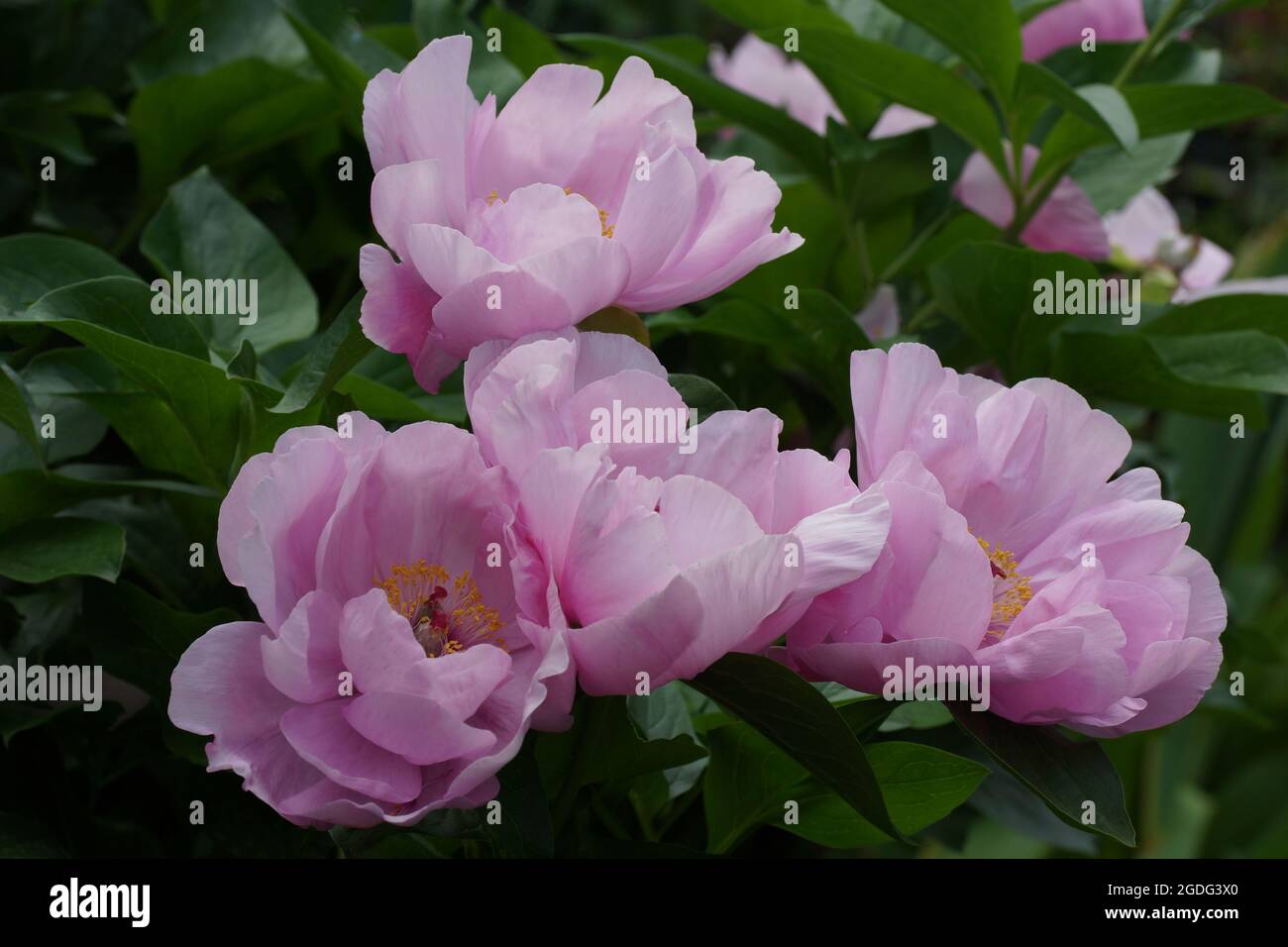 Paeonia May Lilac. Pink peony flower. Beautiful pink peonies in the garden. Stock Photo