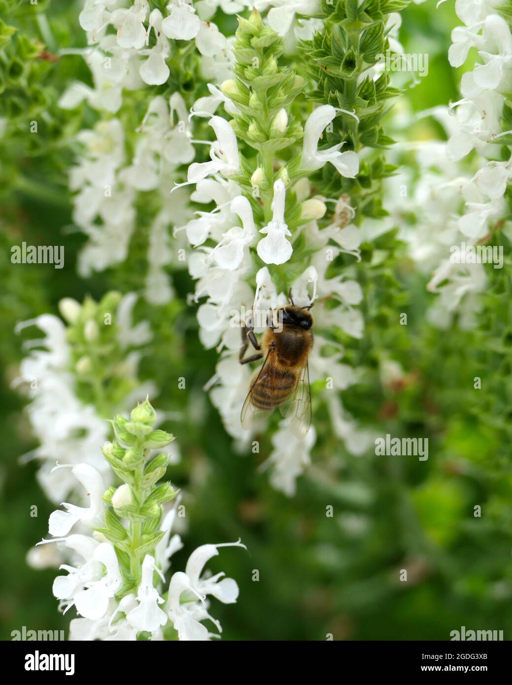 A honeybee gathering pollen and nectar from the white flowers of Salvia nemorosa 'Schneehugel', a type of ornamental sage Stock Photo