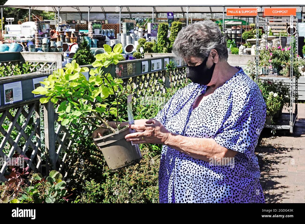 Model released senior mature woman shopper & covid 19 coronavirus face mask shopping for pot grown Smoke Tree shrub Cotinus garden centre England UK Stock Photo