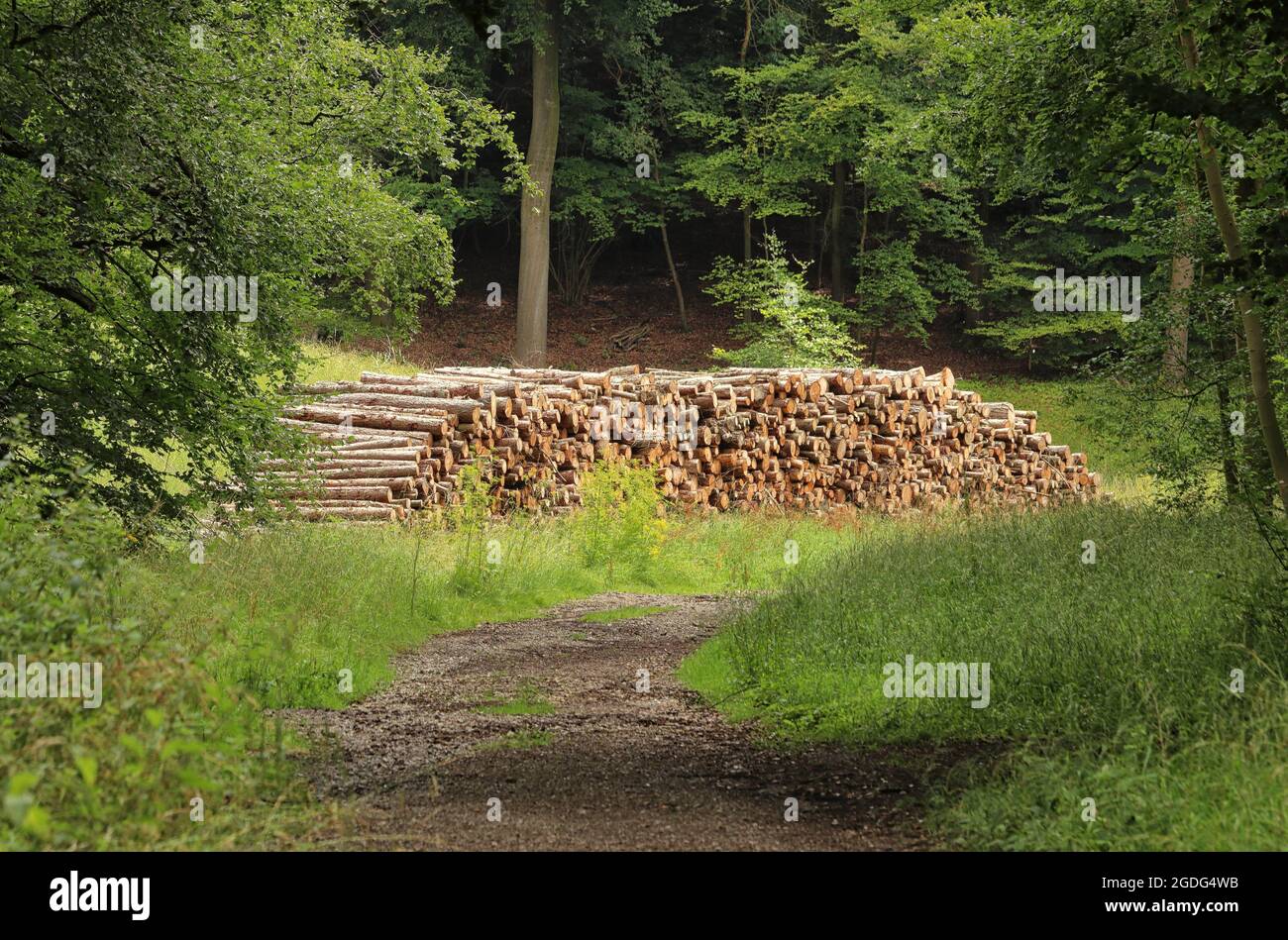 Stacks of Timber alongside a forest track in the Chiltern Hills in England Stock Photo