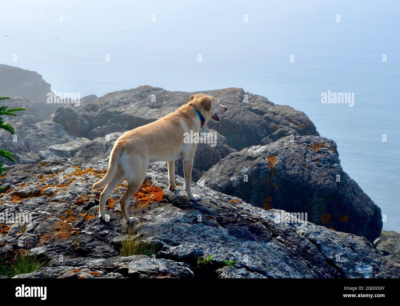 Se Permiten Perros En El Rancho Rock Ledge