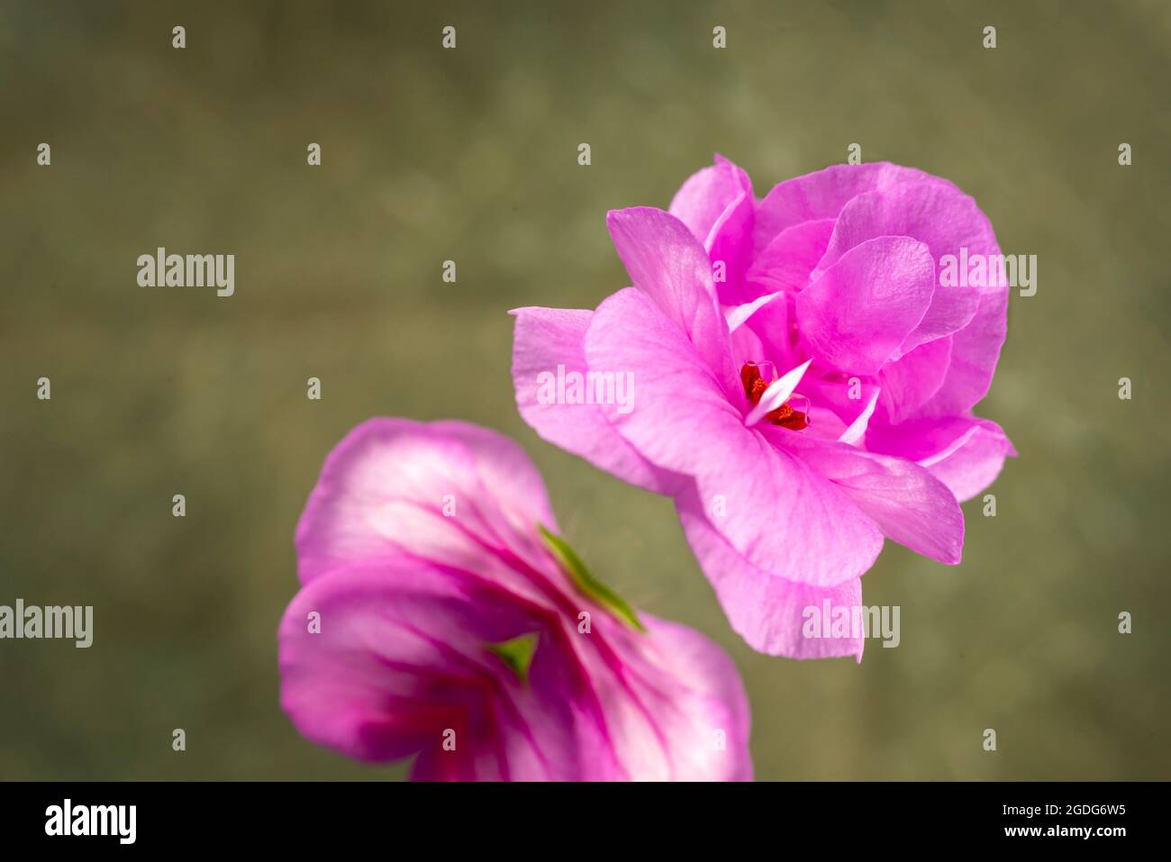 Pelargonium, geranium, mirroring on green background Stock Photo