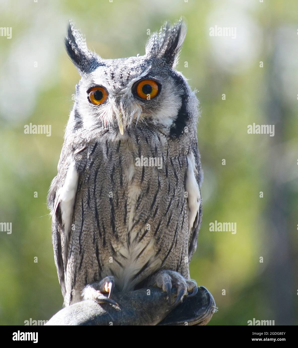 White-Faced Scops-Owl (Ptilopsis leucotis) Stock Photo