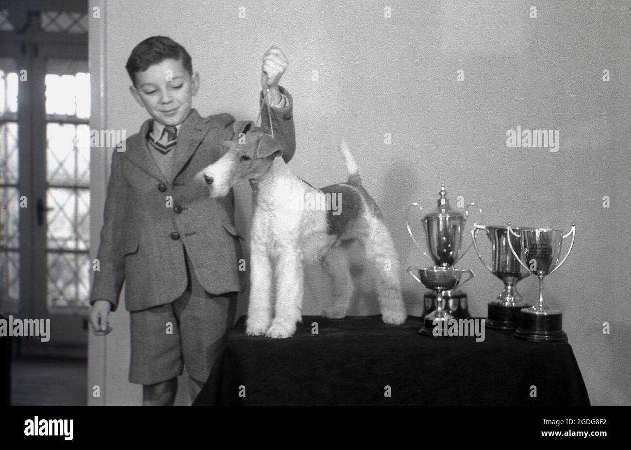 1955, historical, a young boy in his school unform proudly showing off his prize winning dog, a wire fox terrier, who is standing on a small table next to the several trophies he has won at dog shows, England, UK. Wth its distinctive looks, its wiry coat and expressive features, the Wire has been historically a successful show dog and a popular presence in films and television. In England, since the 1870s, Wire and Smooth Fox Terriers have been recognised as separate breeds, unlike the USA, when they were not recognised as distinct breeds until 1985. Stock Photo