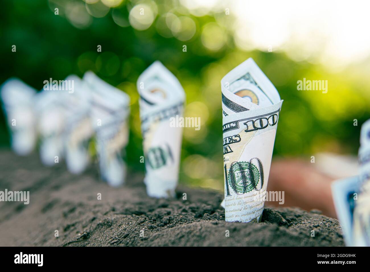 Image of bank notes rolled around plants on soil for business, saving, growth, economic concept. Earn money in agriculture. Profitable crop production Stock Photo