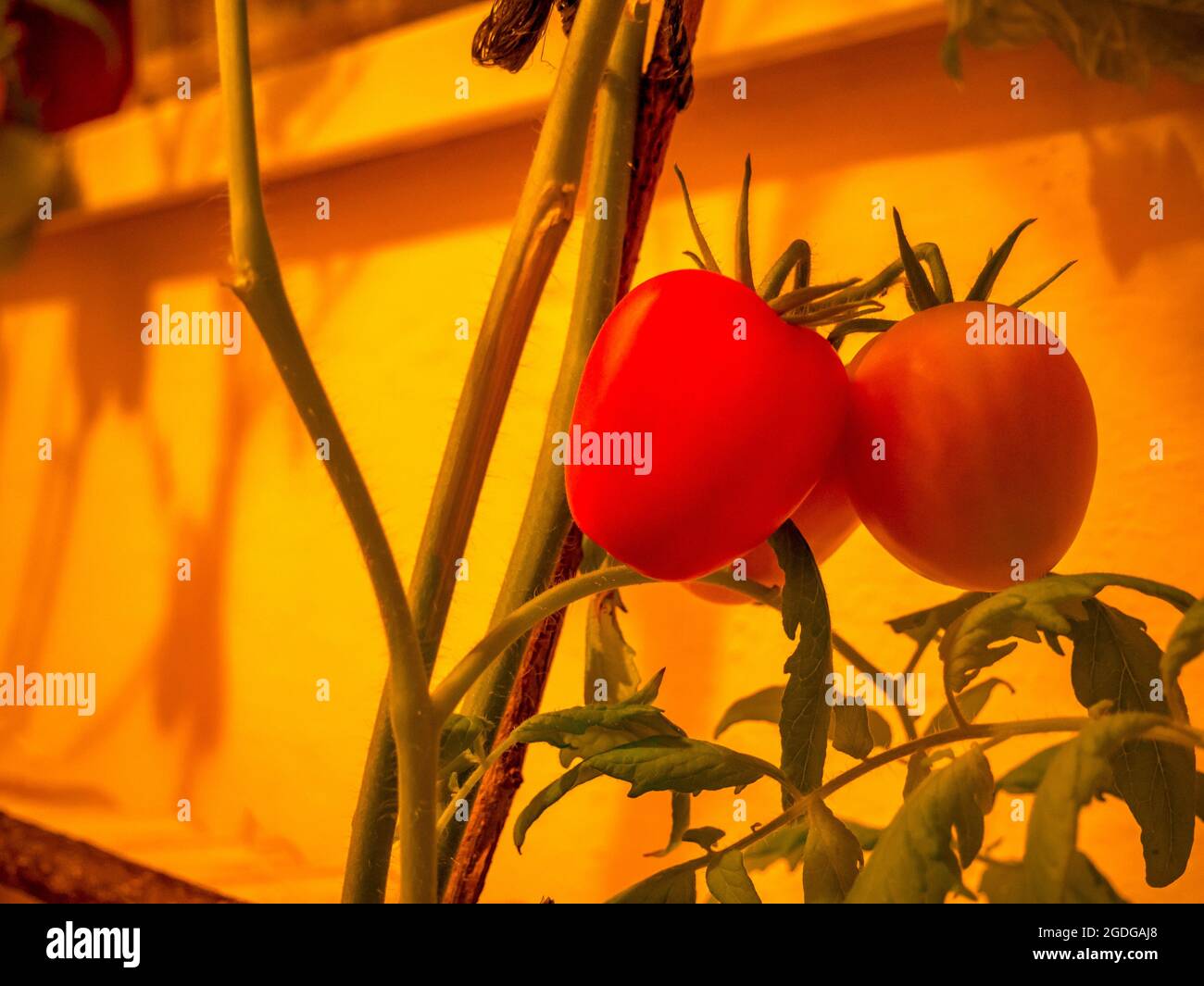 Cherry tomatoes grown under artificial light Stock Photo Alamy