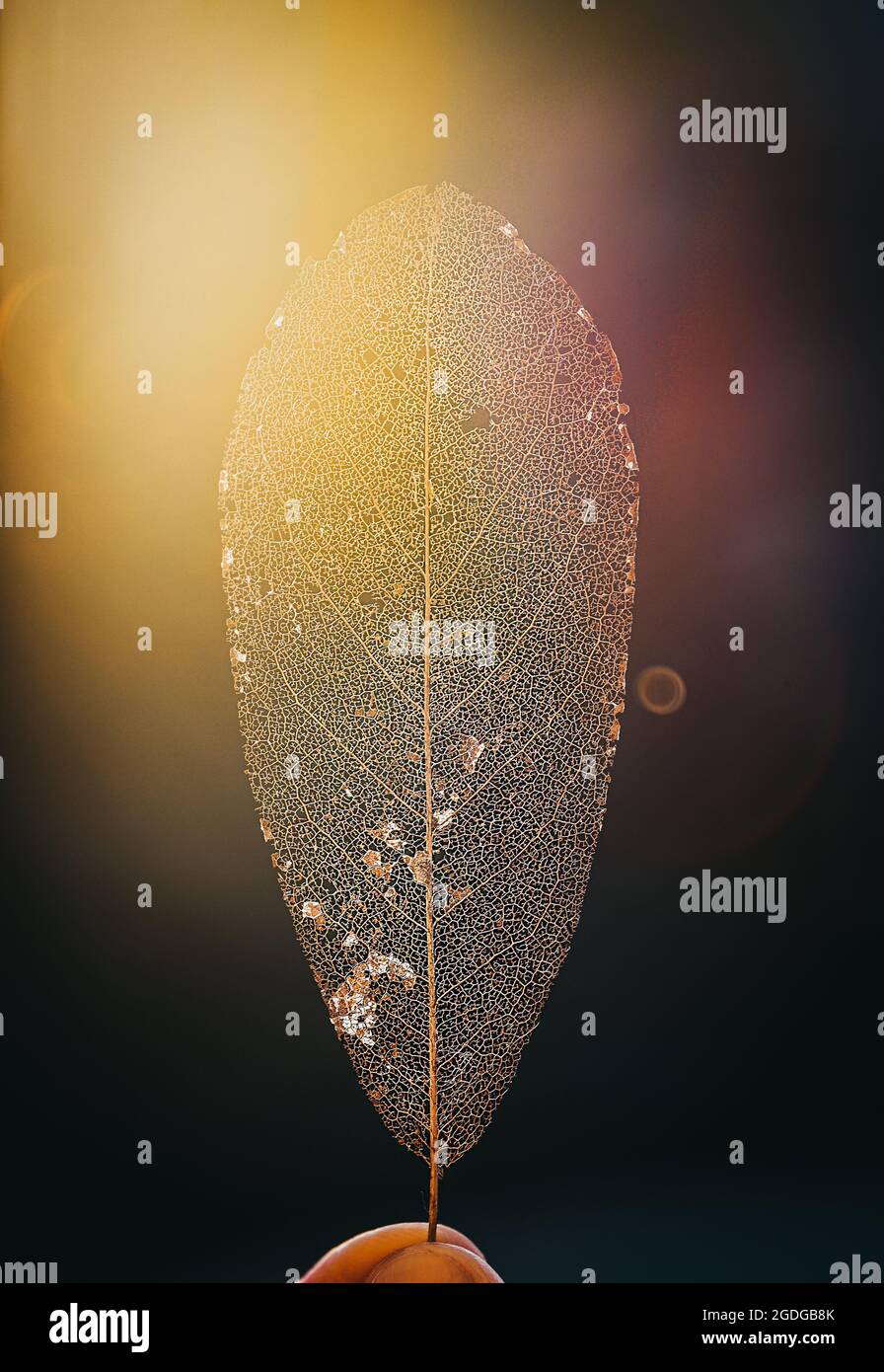Close up of a backlit decayed leaf skeleton with sunflare. Stock Photo