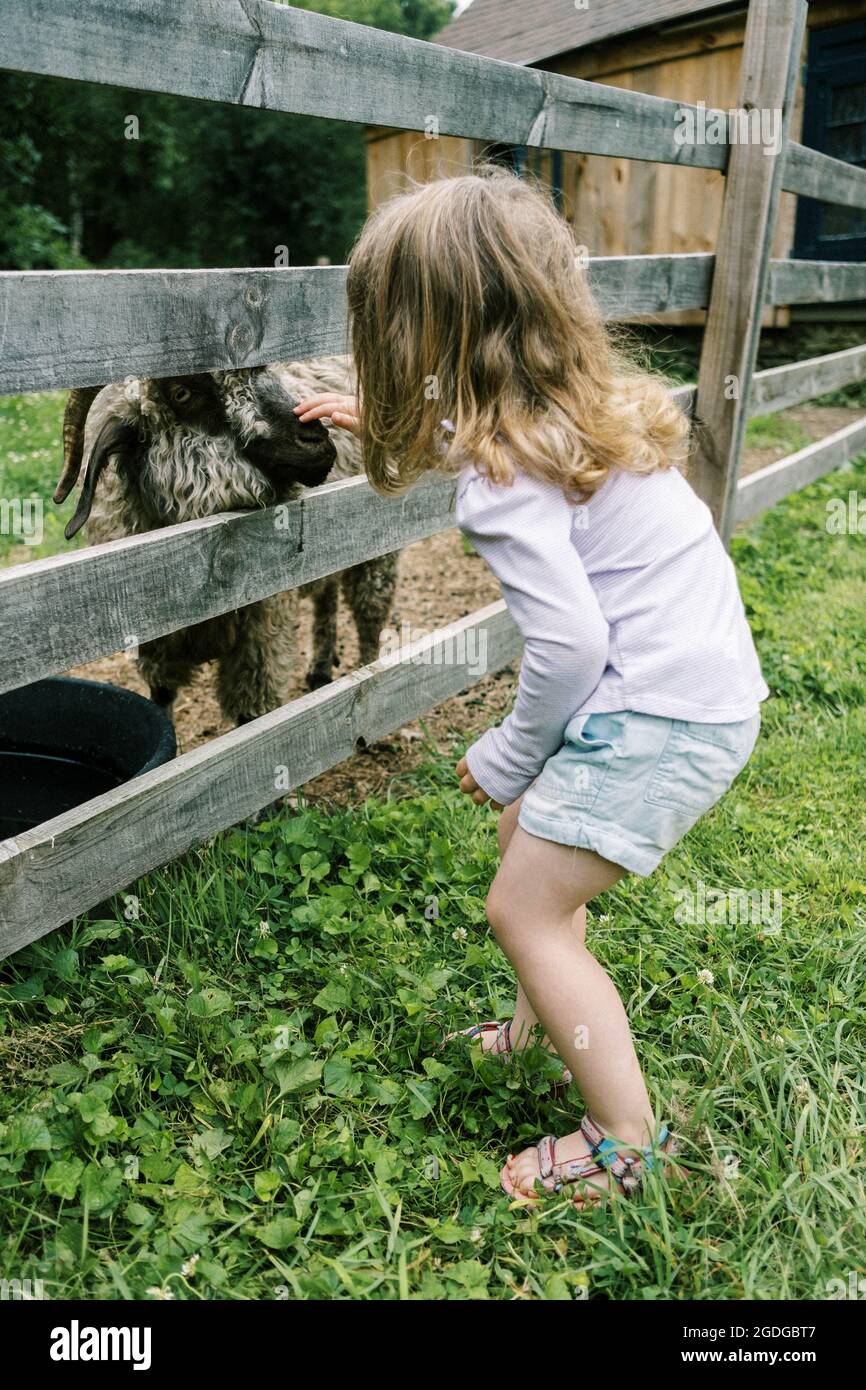 Little girl petting a goat at a farm Stock Photo
